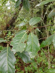 Quercus pachucana