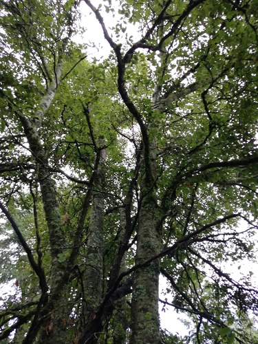 Quercus × pachucana