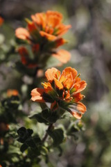 Castilleja latifolia