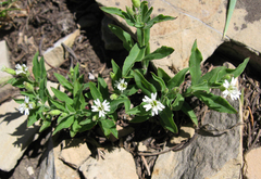 Pseudostellaria jamesiana