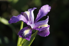 Iris douglasiana