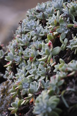 Dudleya farinosa
