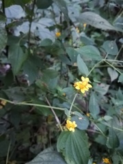 Hymenostephium tenue