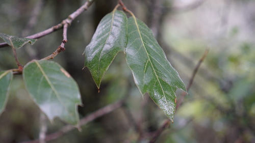 Quercus × pachucana