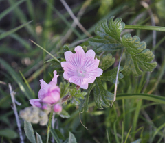 Sidalcea malviflora