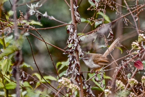 Rufescent Prinia (Prinia rufescens), photo 10
