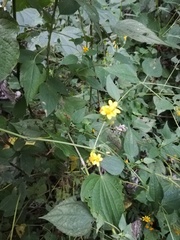 Hymenostephium tenue