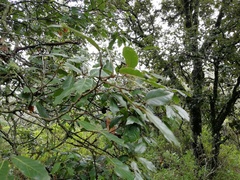 Quercus pachucana
