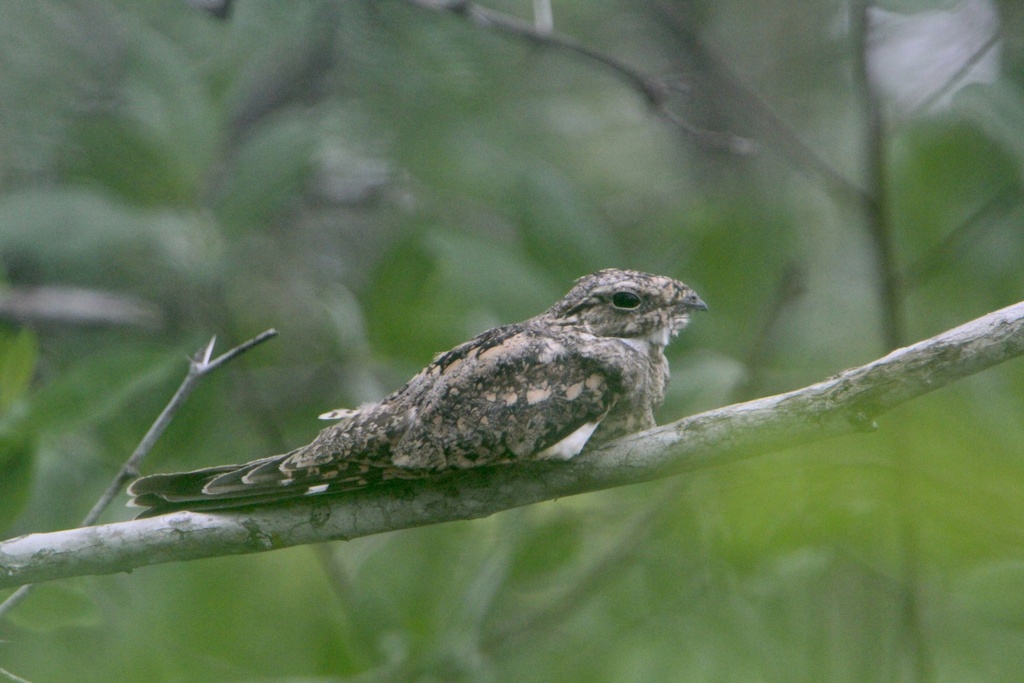 Lesser Nighthawk from Petatlán, Gro., MX on July 30, 2023 at 03:55 PM ...