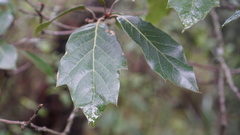 Quercus pachucana