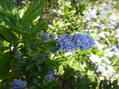 Ceanothus thyrsiflorus griseus