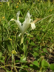 Iris palaestina