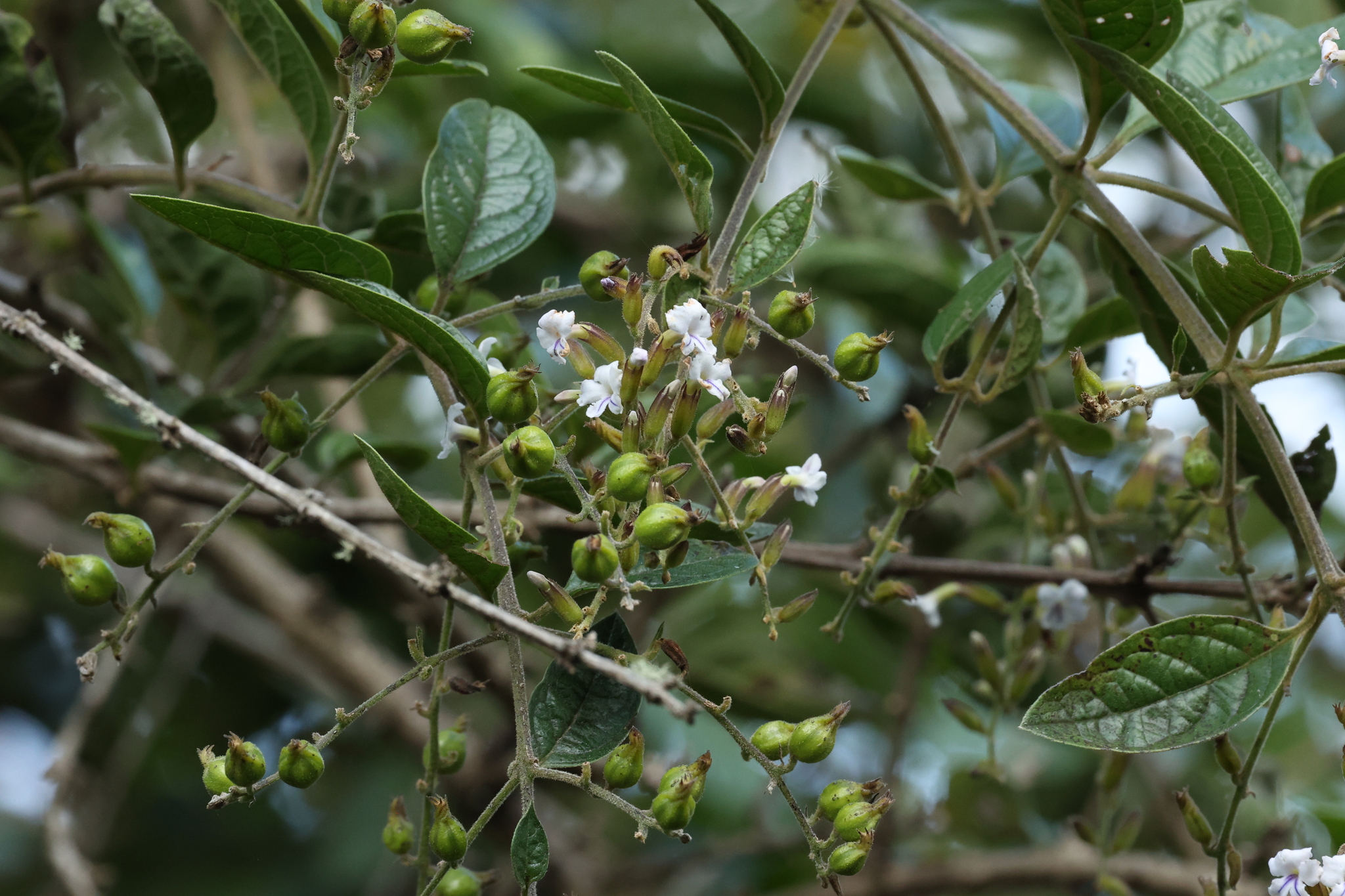 Duranta dickinsonii