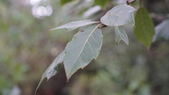 Quercus pachucana