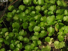 Magnoliopsida