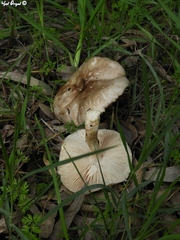 Fungi