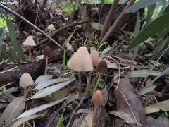 Psathyrella