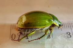 Stethaspis suturalis