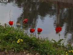 Anemone coronaria