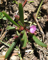 Lewisia pygmaea