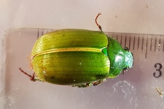 Stethaspis suturalis