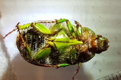 Stethaspis suturalis