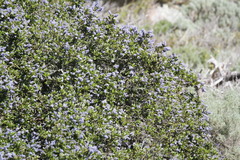 Ceanothus thyrsiflorus griseus