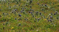 Alkanna tinctoria