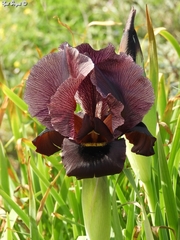 Iris atropurpurea