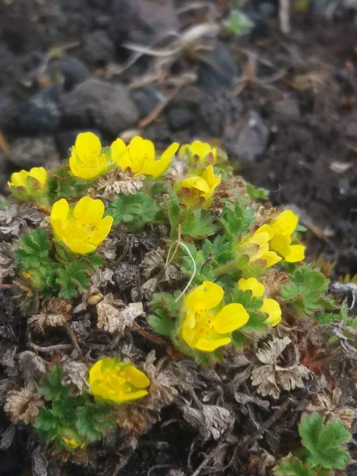 Potentilla elegans