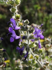 Salvia lanigera