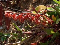 Rumex pictus