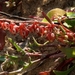 Rumex pictus - Photo (c) Yael Orgad, some rights reserved (CC BY-NC), uploaded by Yael Orgad