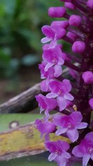 Arpophyllum giganteum