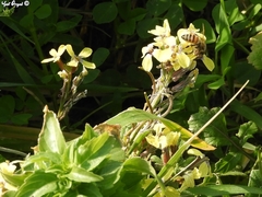 Enarthrocarpus arcuatus