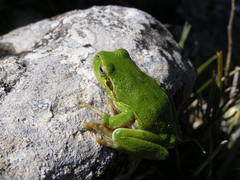 Hyla sarda