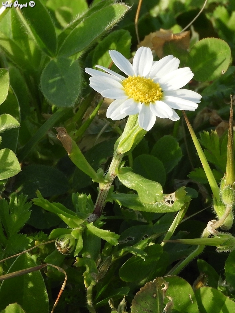 Anthemis leucanthemifolia