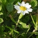 Anthemis leucanthemifolia - Photo (c) Yael Orgad, some rights reserved (CC BY-NC), uploaded by Yael Orgad