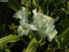 Iris palaestina