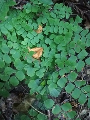 Adiantum amplum
