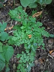 Adiantum amplum