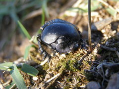Scarabaeus laticollis