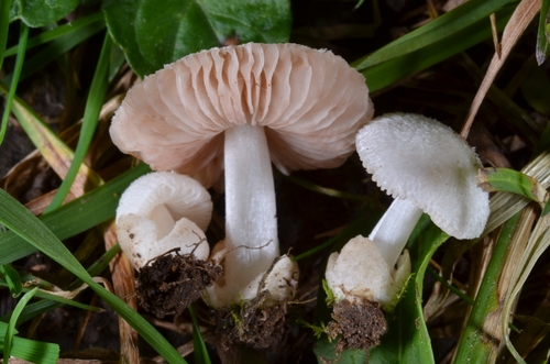 Volvariella murinella image