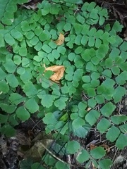 Adiantum amplum