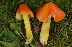 Hygrocybe persistens image