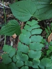 Adiantum amplum