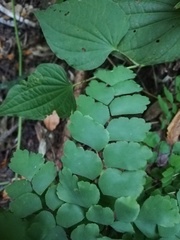 Adiantum amplum
