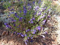 Scutellaria siphocampyloides