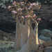 Socotran Desert Rose - Photo (c) Morten Ross, some rights reserved (CC BY-NC), uploaded by Morten Ross