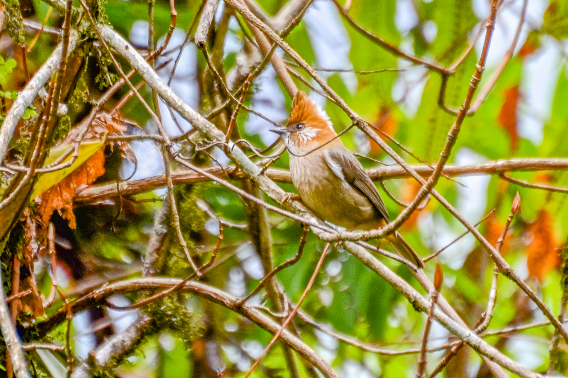 White-naped Yuhina (Yuhina bakeri), photo 5